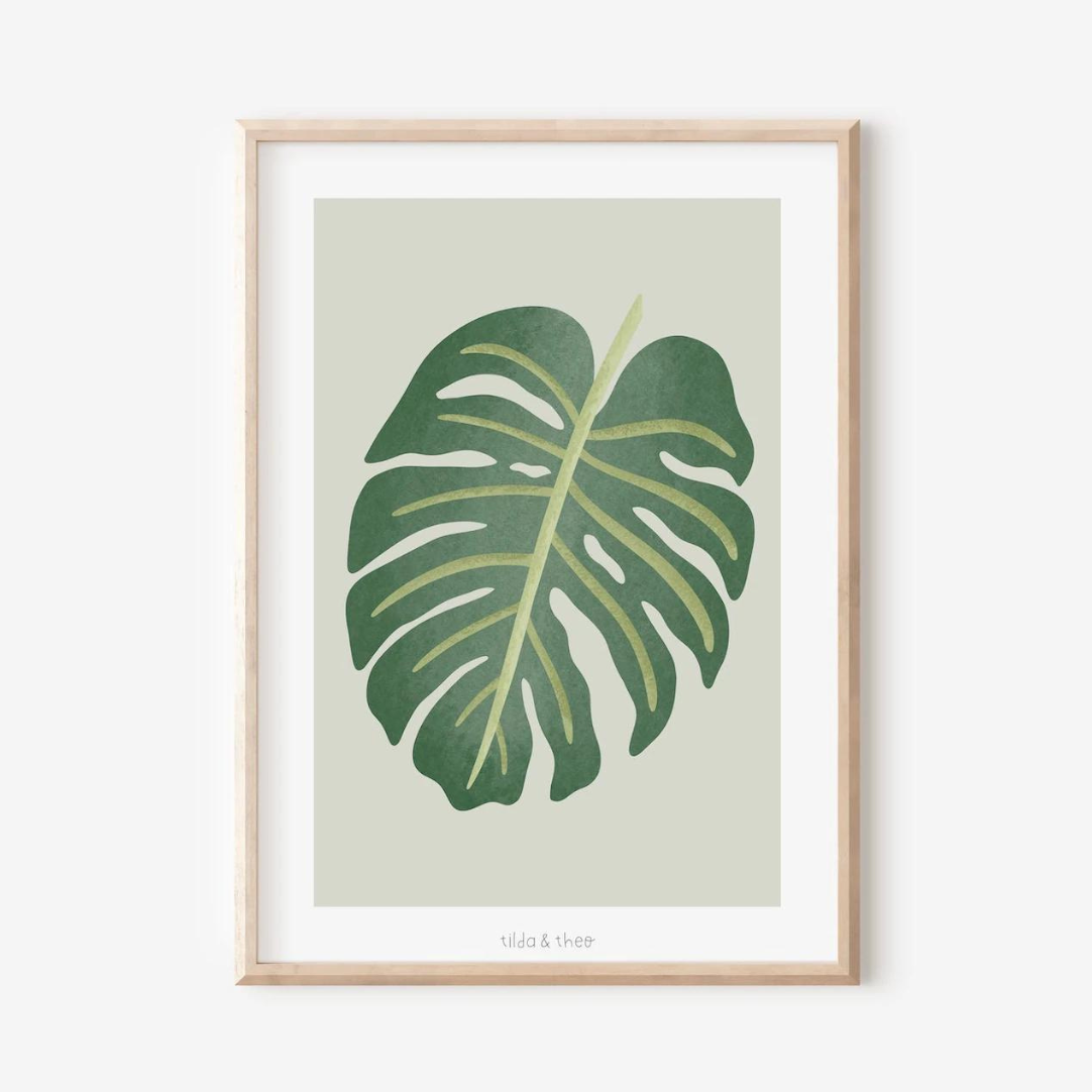 Poster Monstera Zimmerpflanze